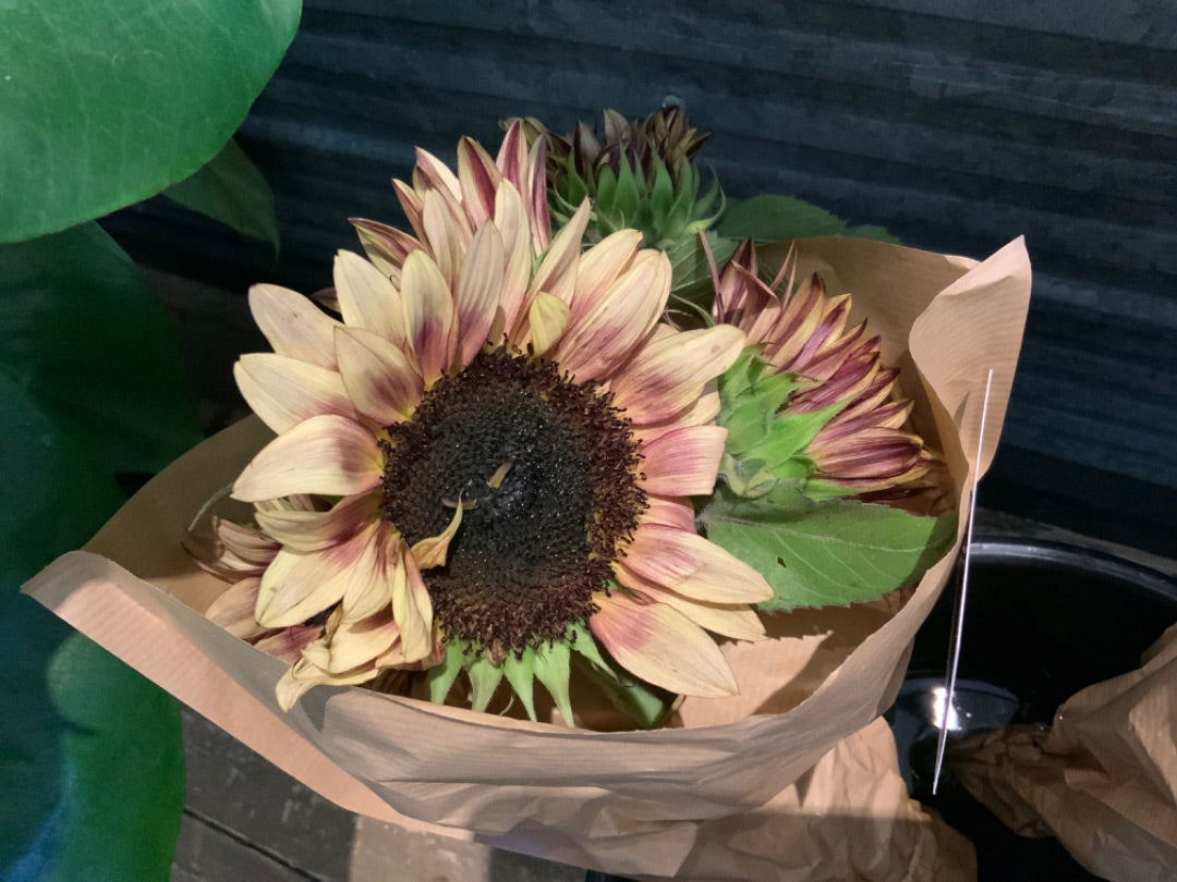 Boondock Flowers - Sunflower Bunches