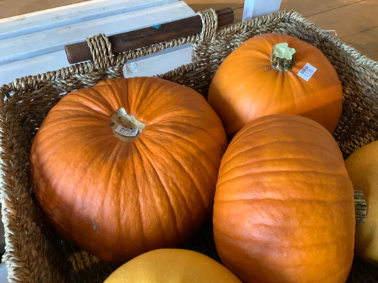 Cooks Country Farm - Pie Pumpkin